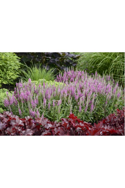 Вероніка колосиста рожева в ландшафті